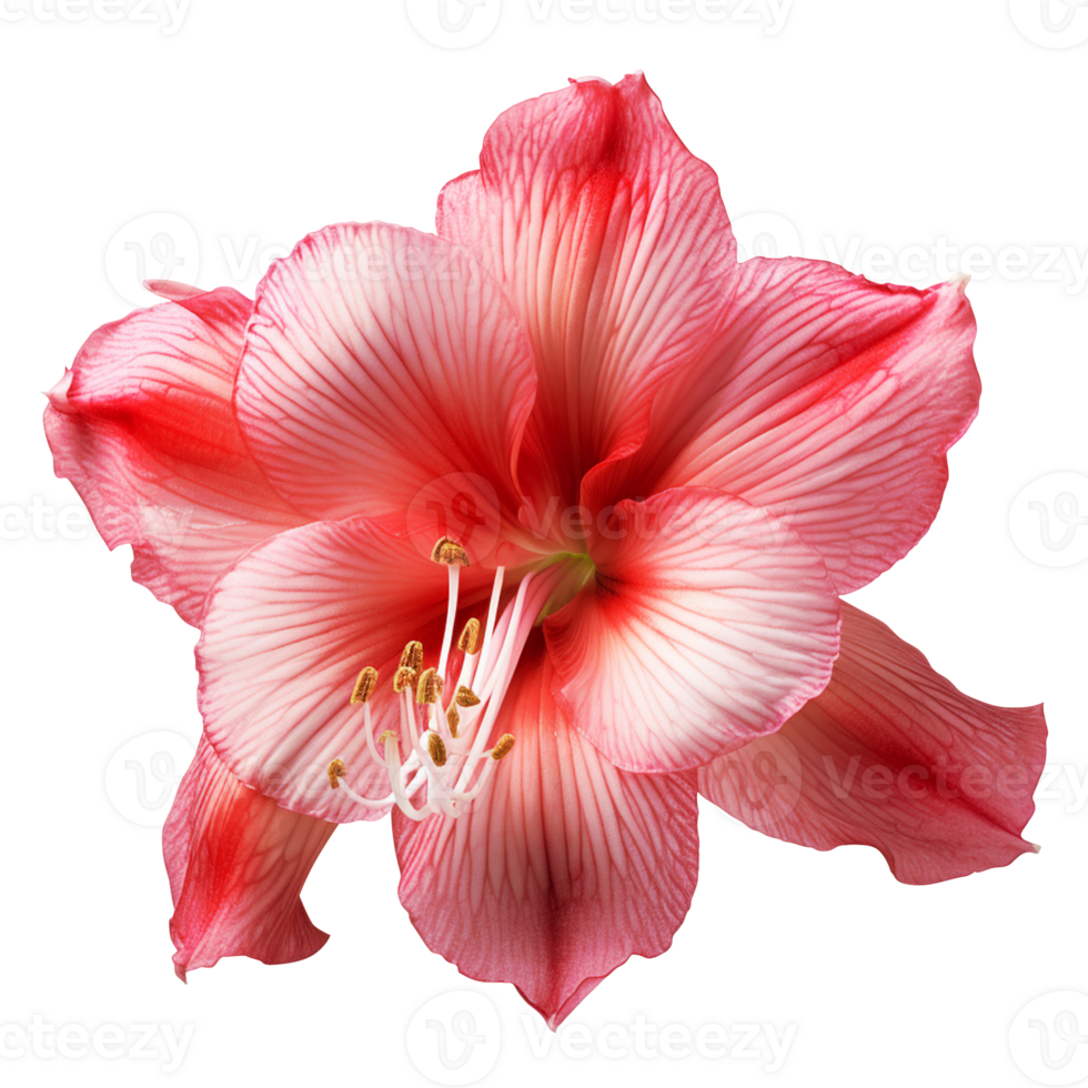 Amaryllis flower amaryllis png amaryllis flower png amaryllis transparent background ai generated