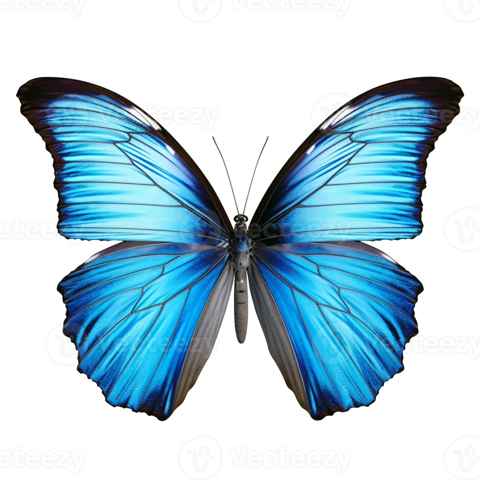 Colorful butterfly colorful white background ai generated png