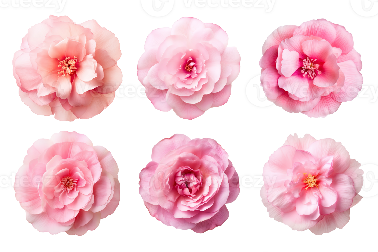 Selection of various pink flowers isolated on transparent background. ai generated png
