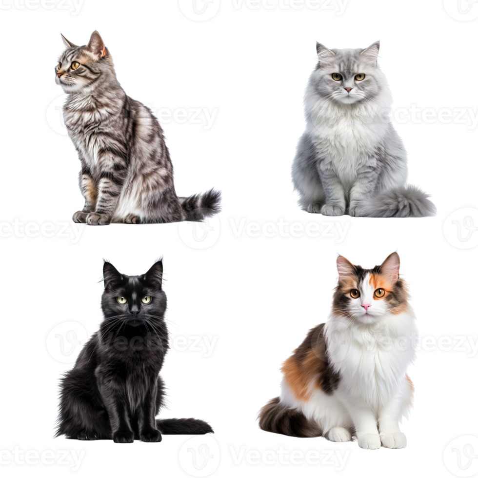 Beautiful cute cat collection isolated on transparent background. ai generated png