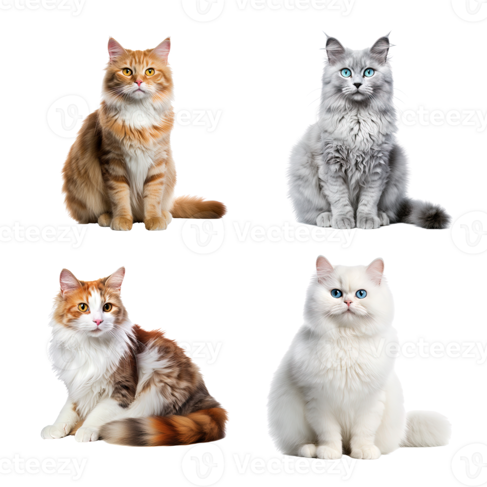 Beautiful cute cat collection isolated on transparent background. ai generated png