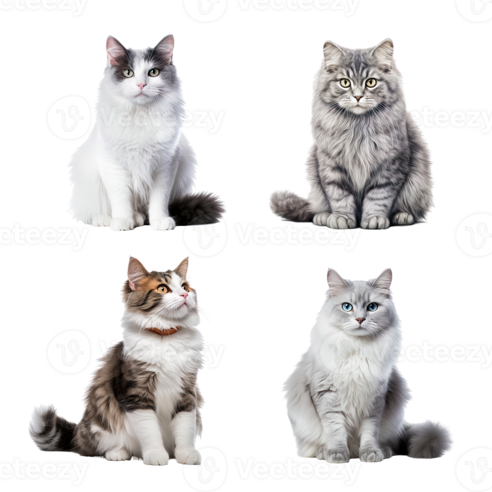 Beautiful cute cat collection isolated on transparent background. ai generated png