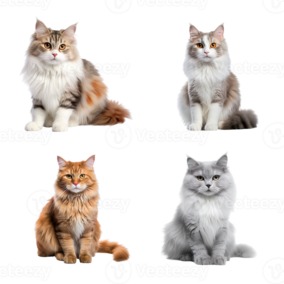 Beautiful cute cat collection isolated on transparent background. ai generated png