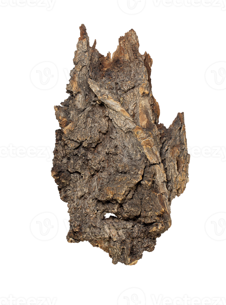 Texture tree bark on white isolated background, top view. Natural material, podium for product. Design element. Woodland Spirit face. Copy space png