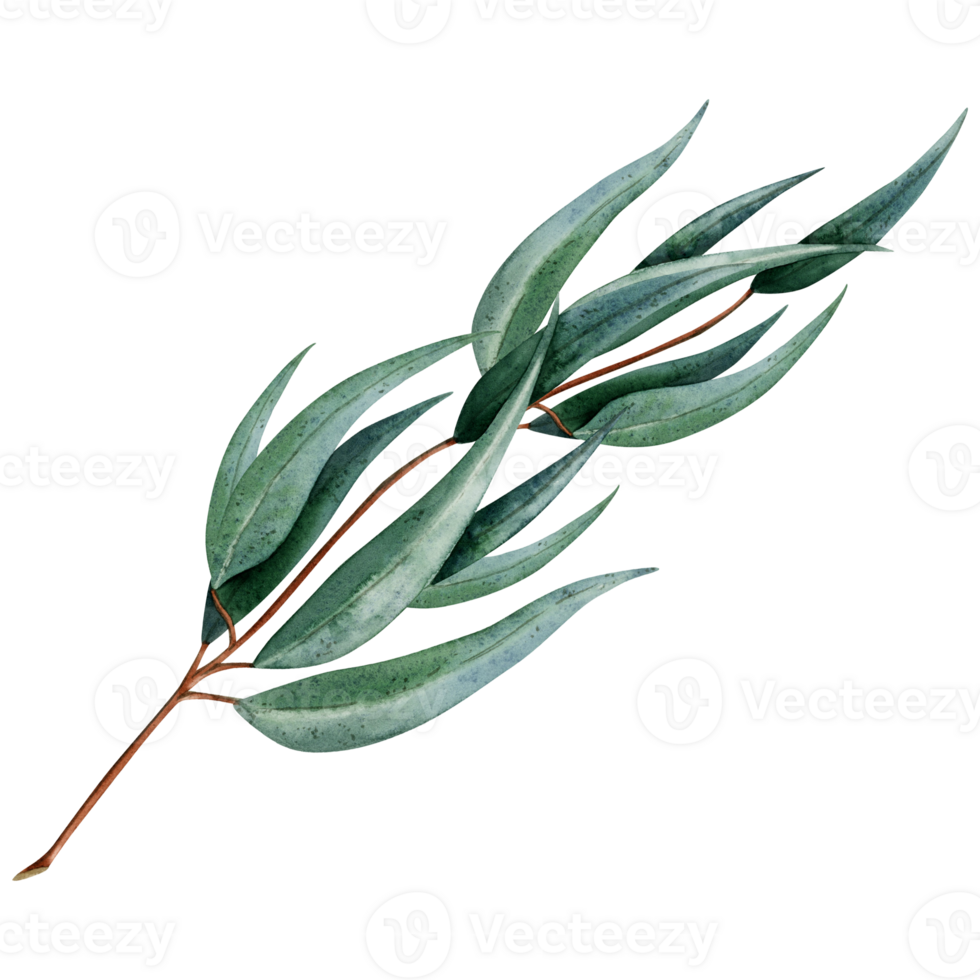 Australian eucalyptus twig with long leaves botanical illustration. Hand drawn watercolor branch of medicinal plant clipart for packaging stickers and postcard design png