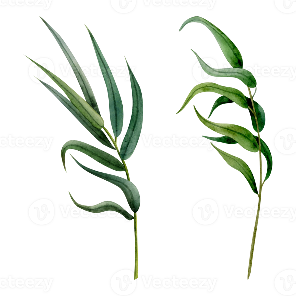 Watercolor willow tree branches illustration set of two twigs for Sukkot species celebration. Fresh green foliage weeping botanical willow. png
