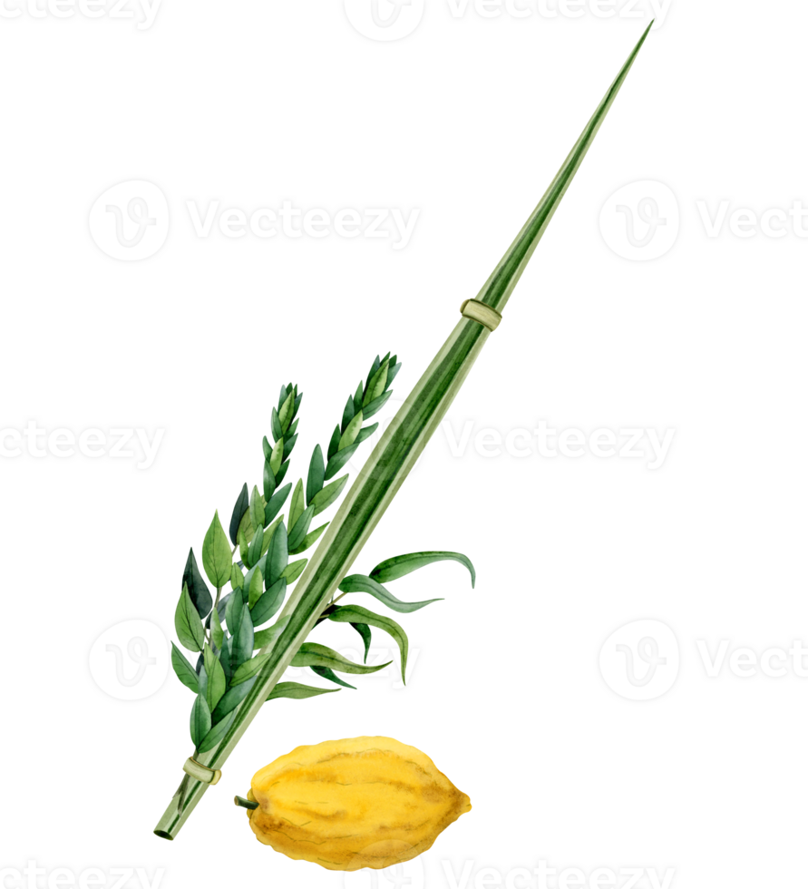 Watercolor Sukkot traditional symbols illustration. Four species Etrog, hadass, lulav, aravah or willow and myrtle branches, citron, palm frond for Jewish holiday ritual png