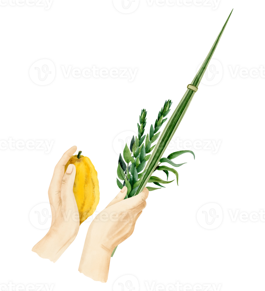 Waving the Lulav watercolor illustration for Jewish Sukkot holiday. Man's hands holding four species of palm leaf, myrtle, willow and Etrog. png