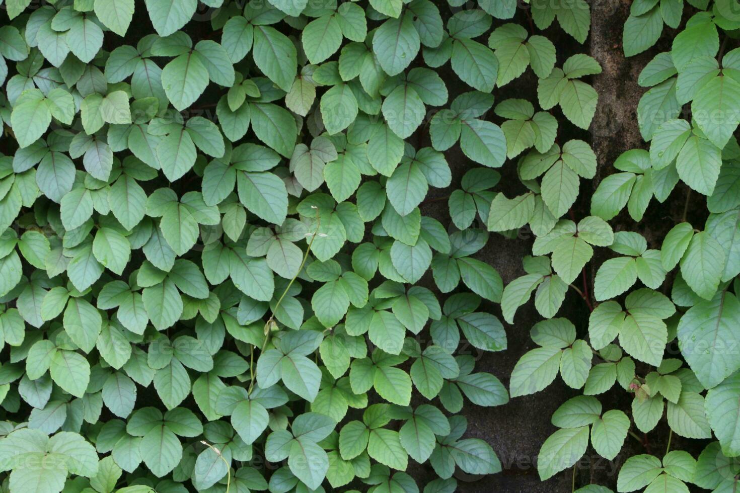 Wood and leaf texture background photo