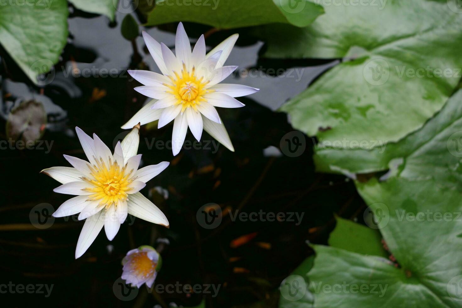 Beautiful White Lotus Flower with Green leaf in in blue pond photo