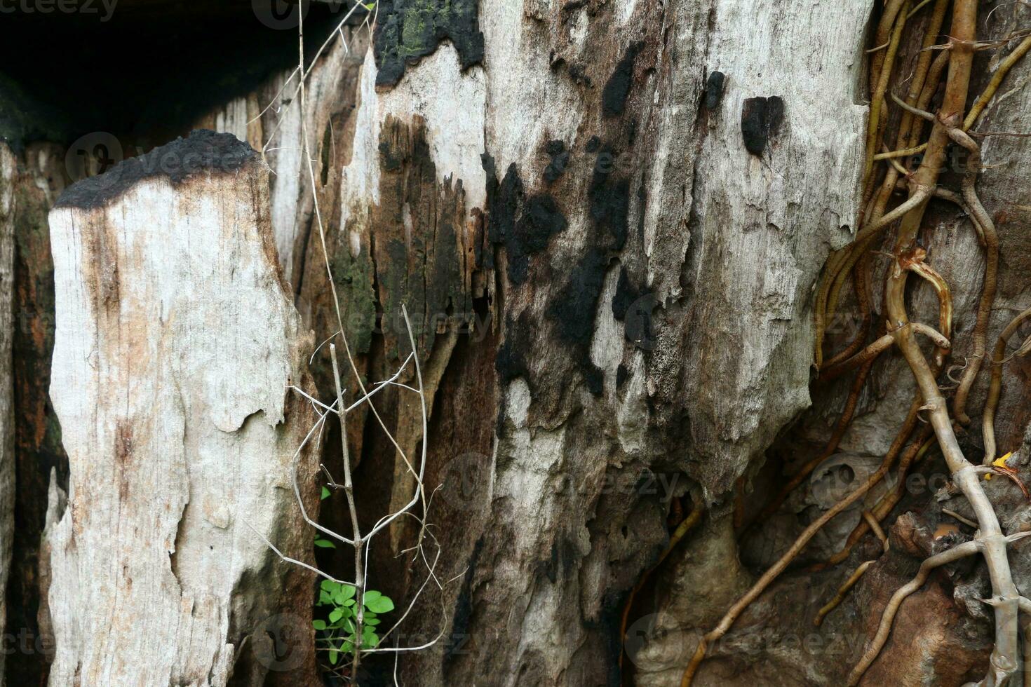 Old weathered wood background texture with swirl pattern photo