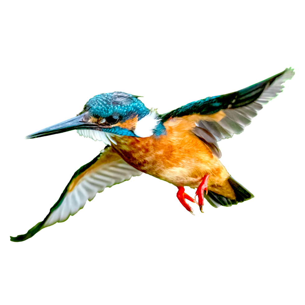icon of bird png