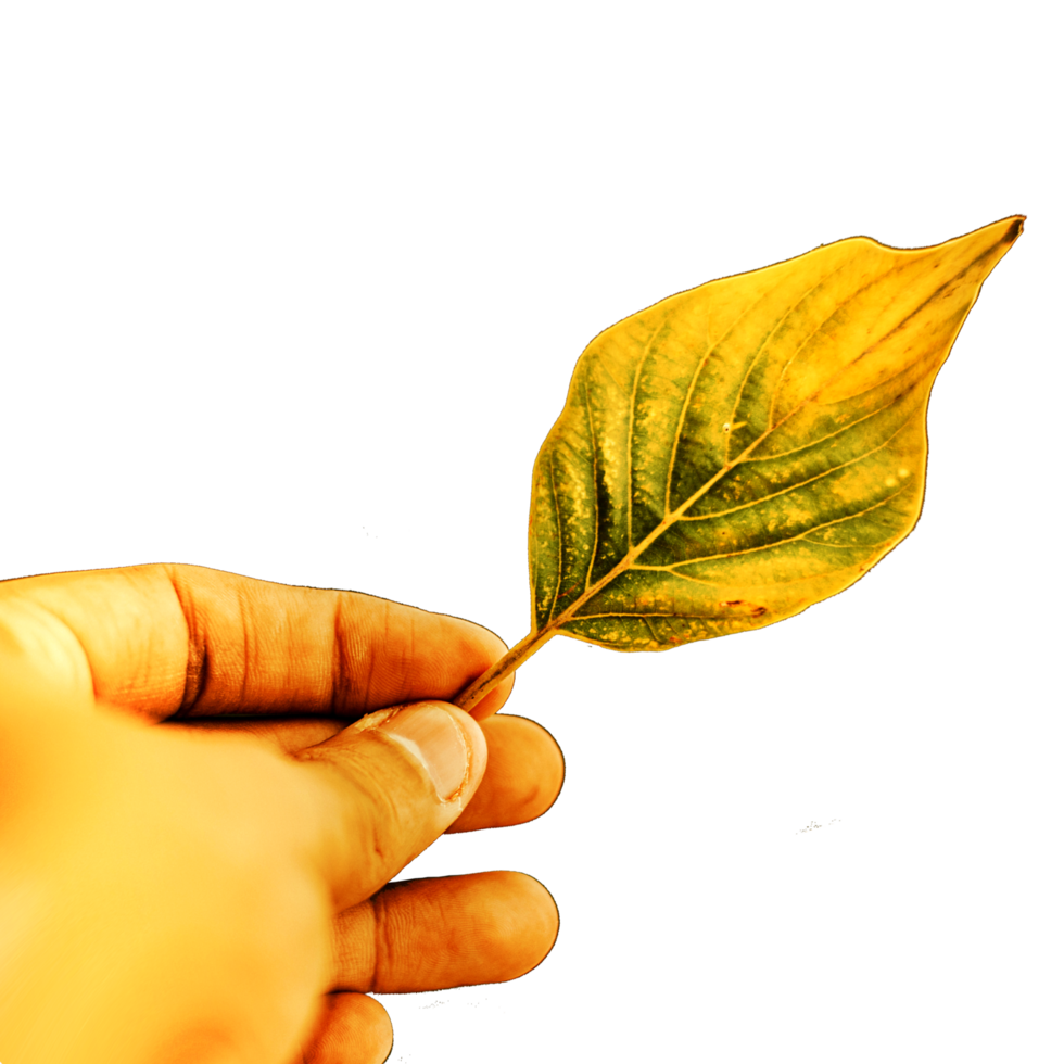 icon finger hand hold leaf png