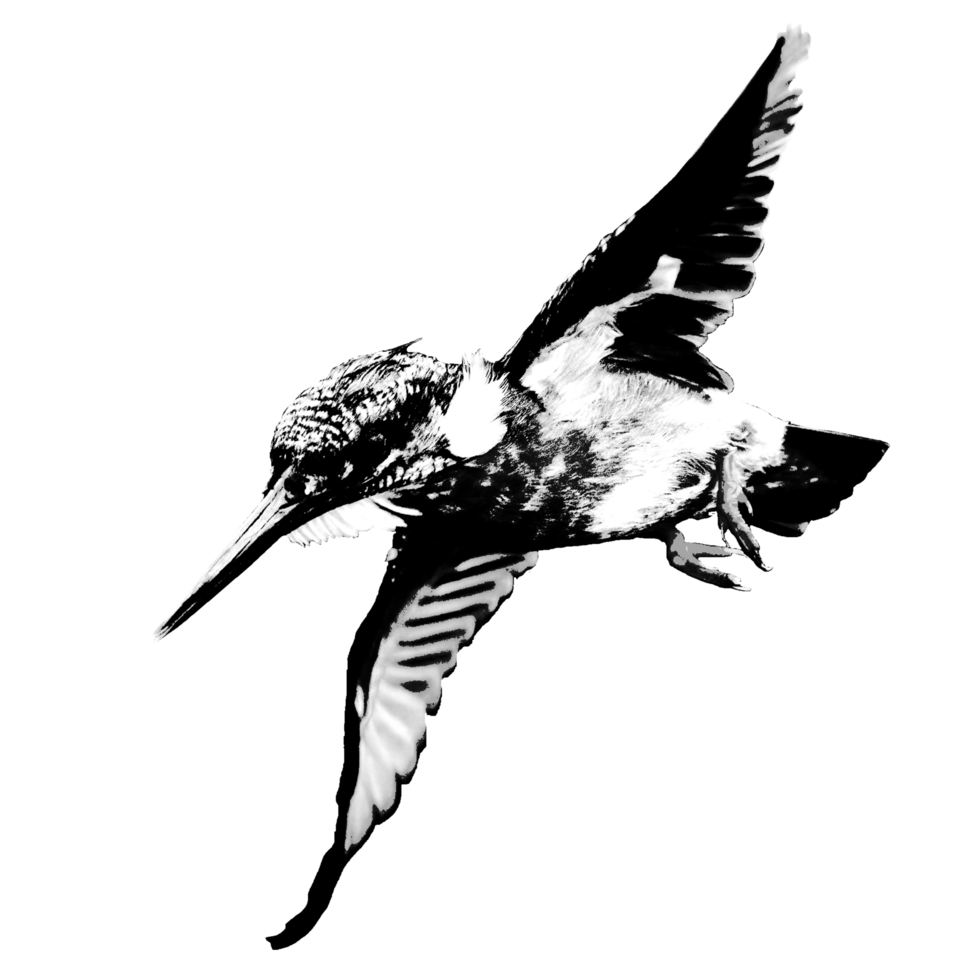 icon of bird png