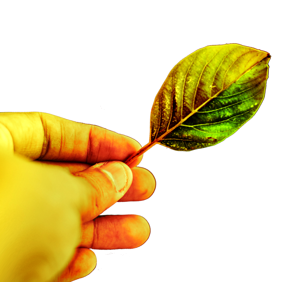 icon finger hand hold leaf png