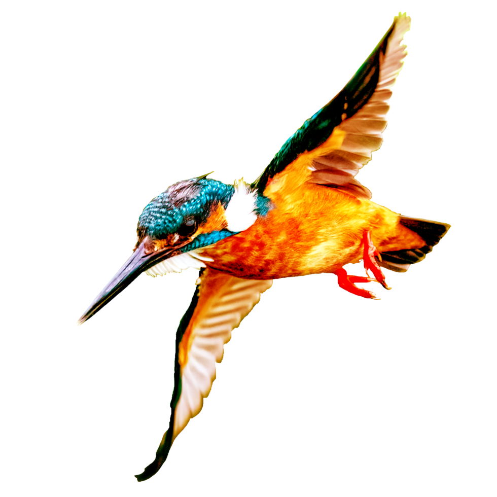 icon of bird png