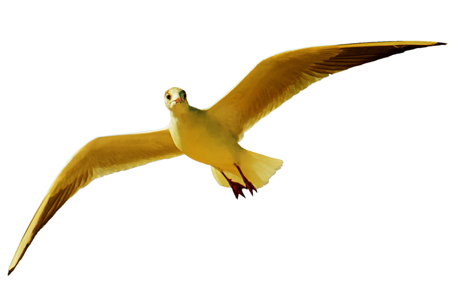 icon of bird png
