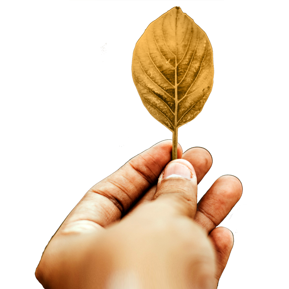 icon finger hand hold leaf png