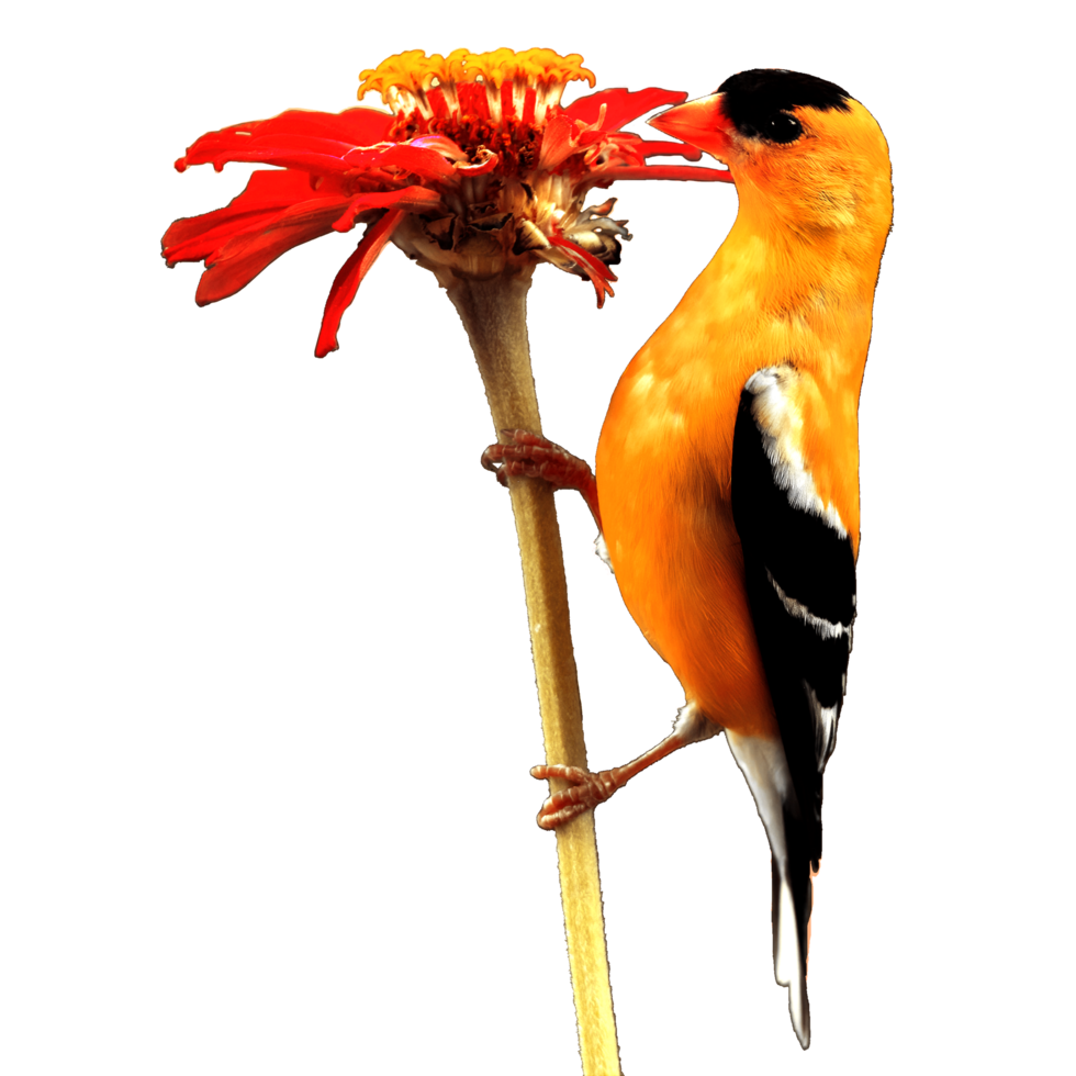 icon of bird png