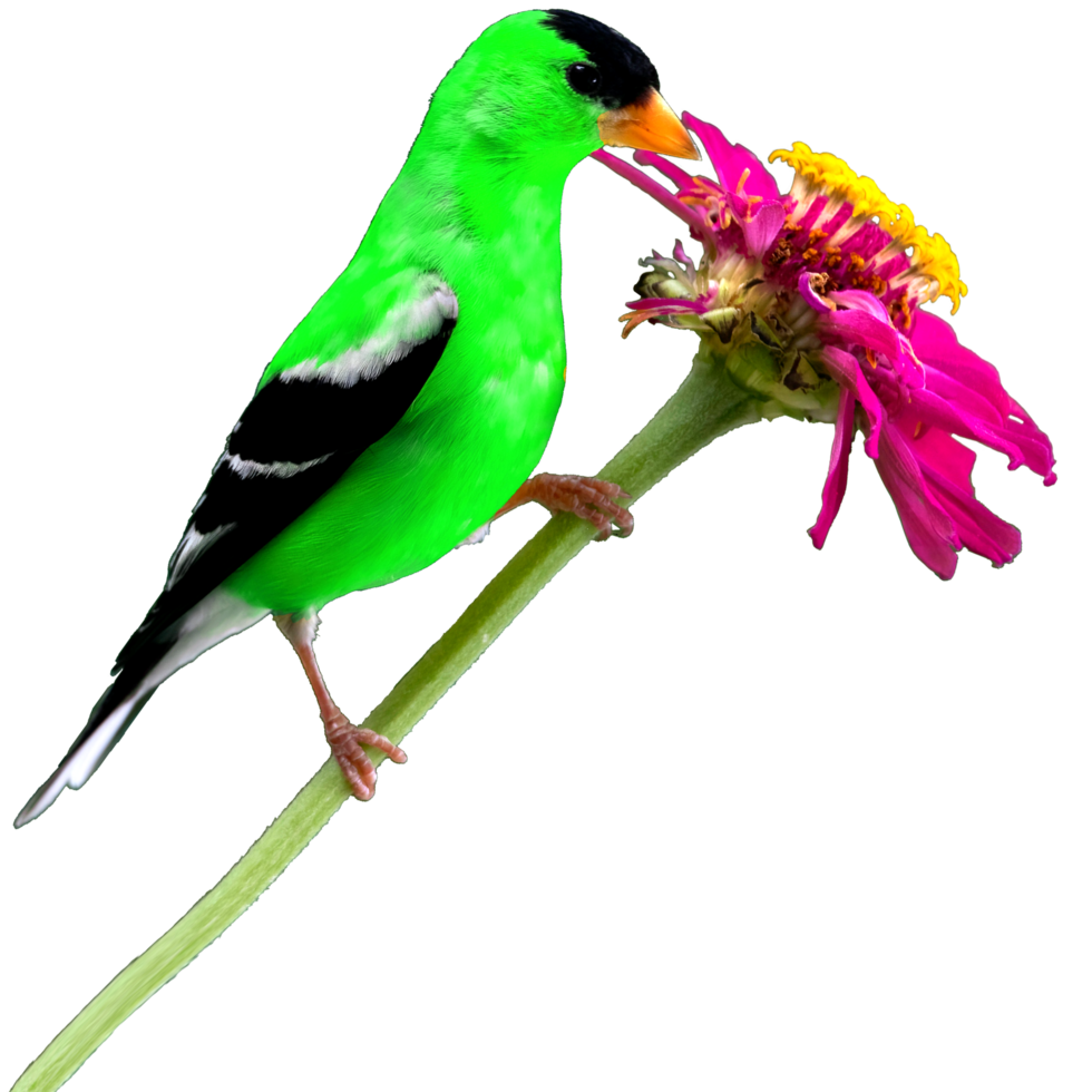 icon of bird png
