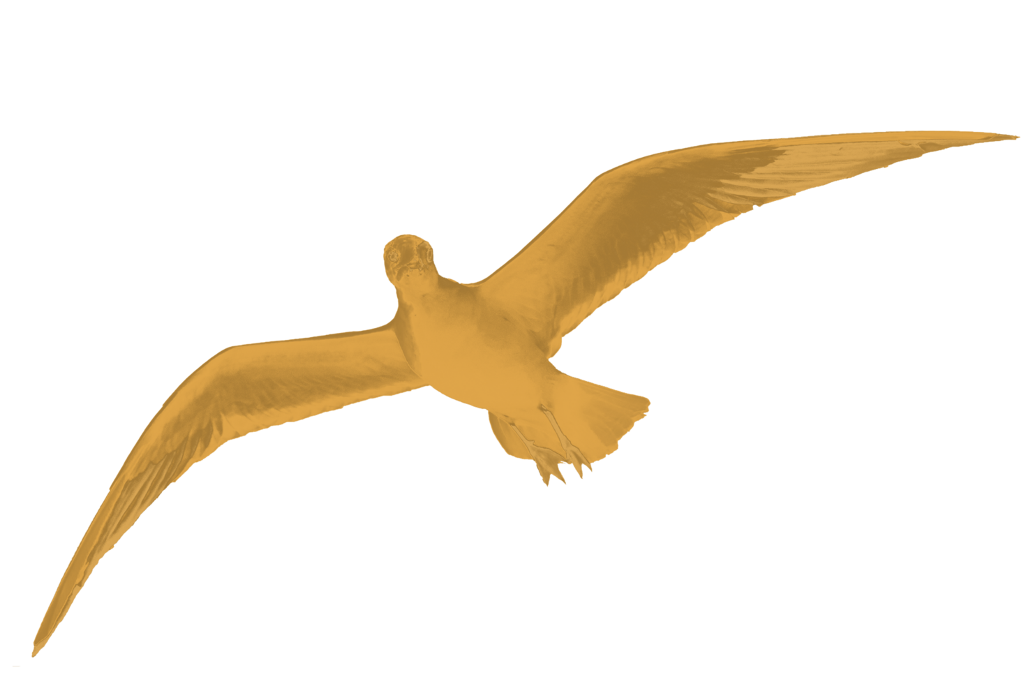 icon of bird png