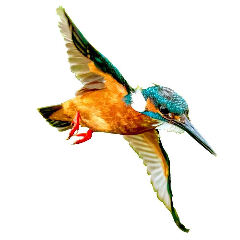 icon of bird png
