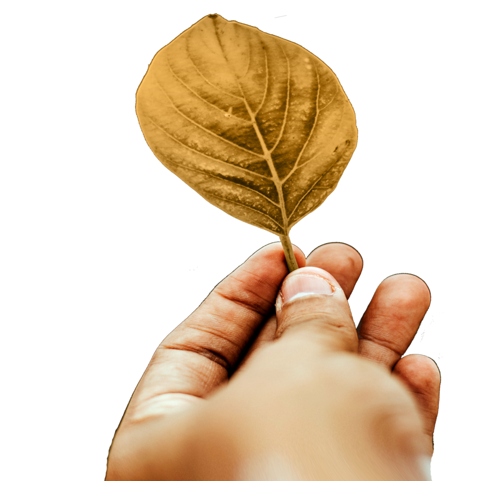 icon finger hand hold leaf png