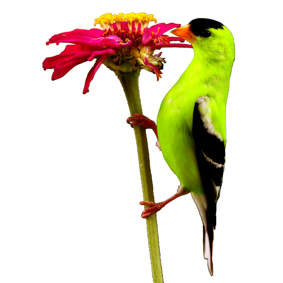 icon of bird png