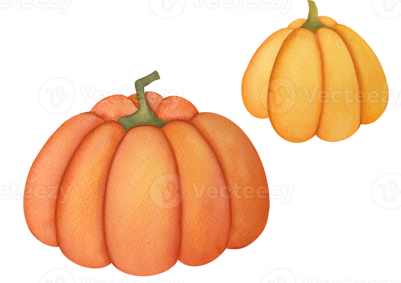 Beautiful hand painted set of watercolor pumpkin on isolated transparent background for halloween, autumn harvest, thanksgiving cards. Vegetarian cafes and restaurants with fresh vegetables on menu png