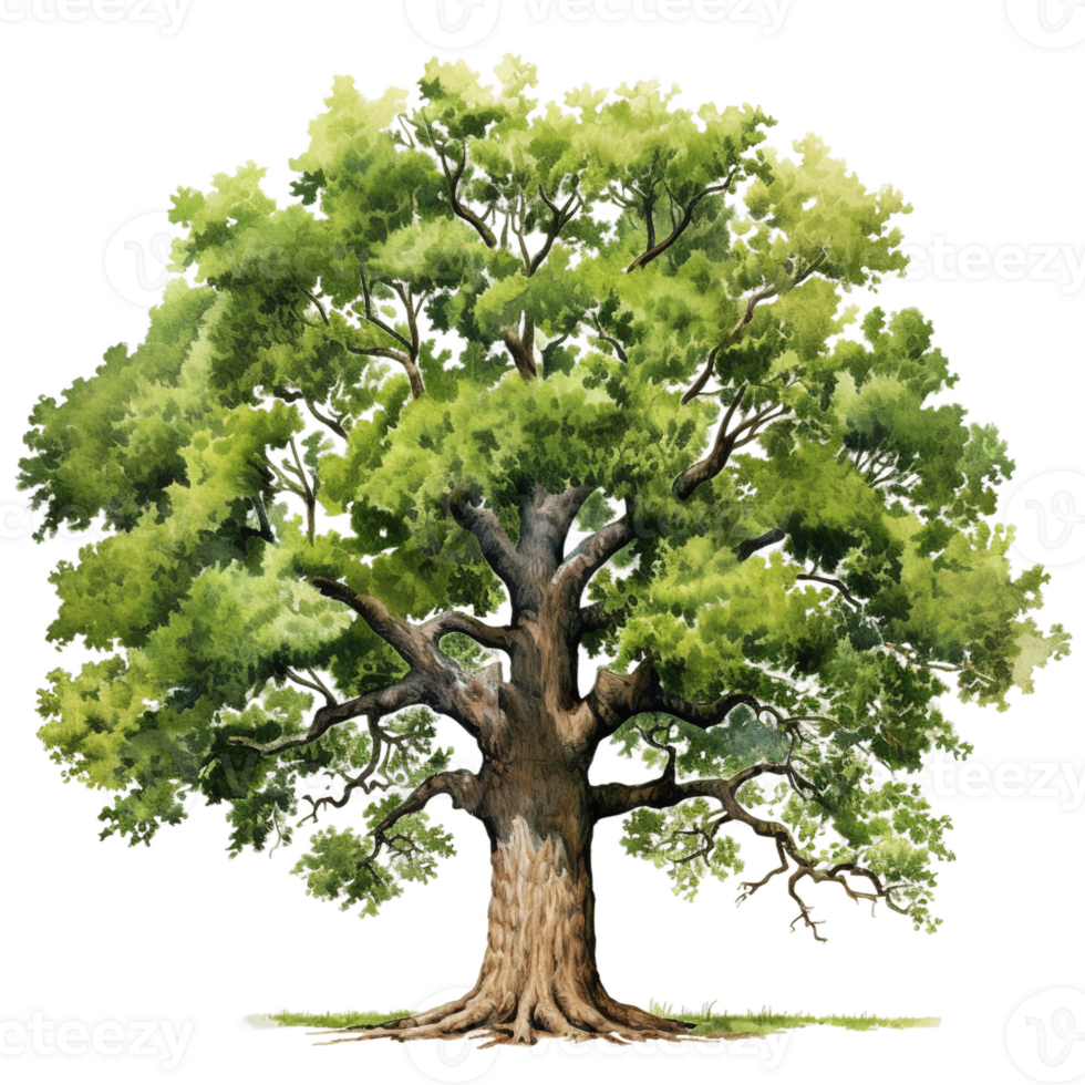 One large oak tree with green leaves AI generated png