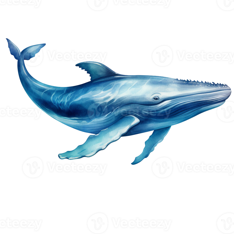 Blue whale straight horizontal position watercolor illustration isolated AI generated png