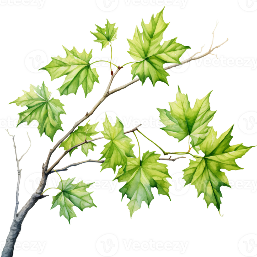 Maple leaves branch rising from corner, watercolor clipart isolated ai generated png