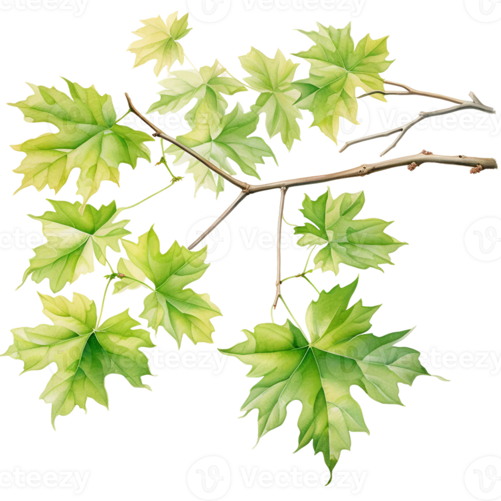autumn maple leaves branch watercolor, green leaves isolated ai generated png