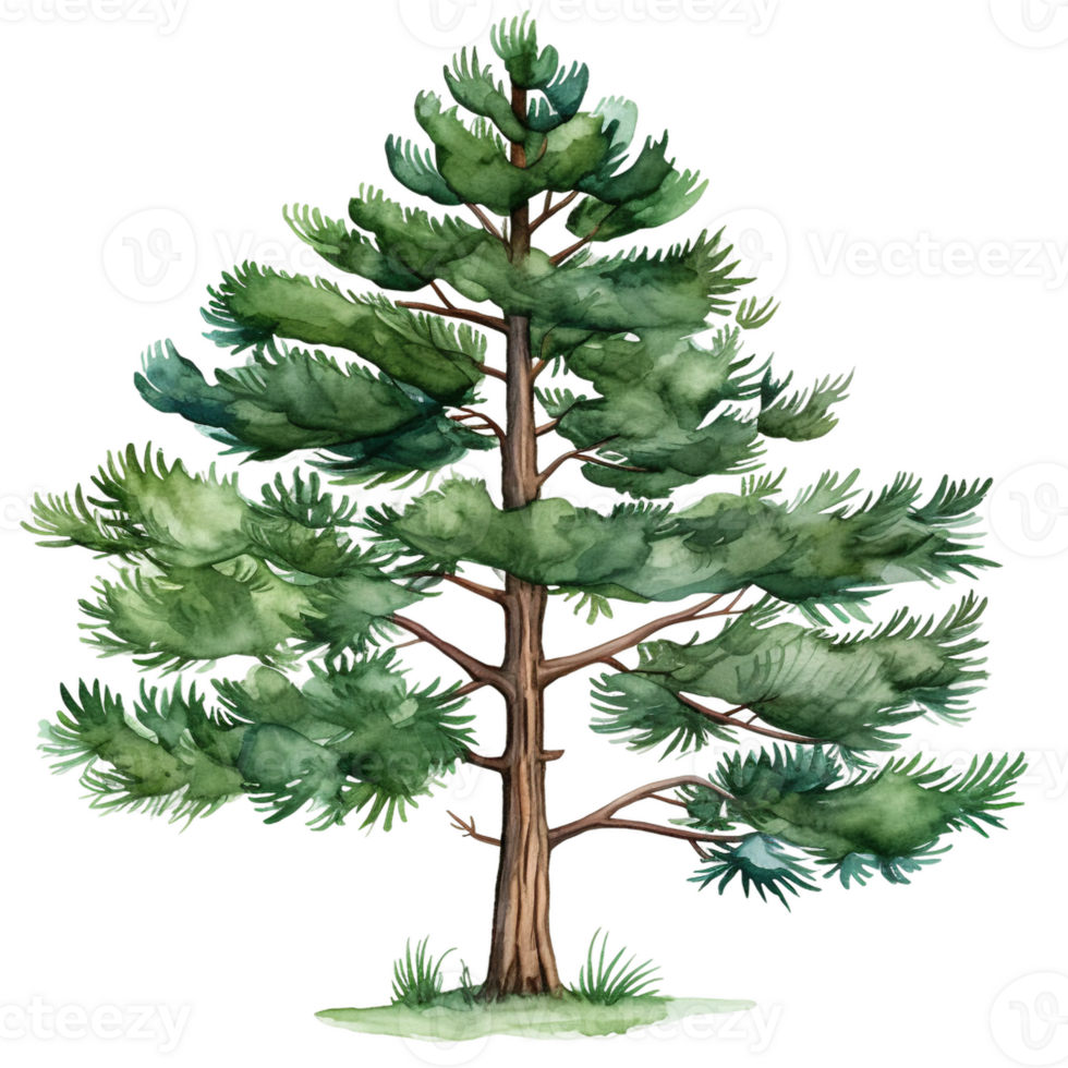 watercolor green pine tree isolated ai generated png