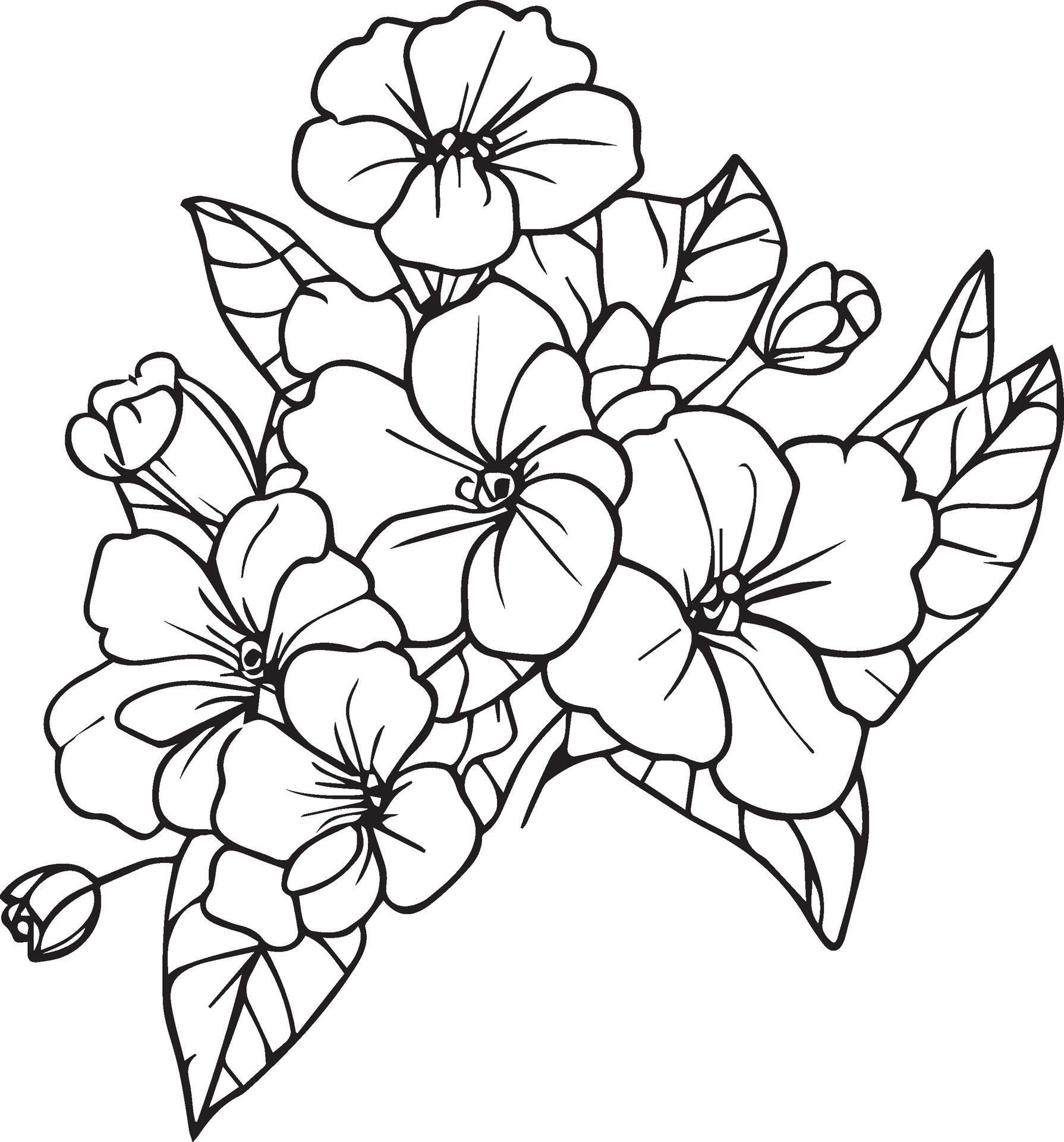 primrose coloring pages for adults and children, primrose vector art