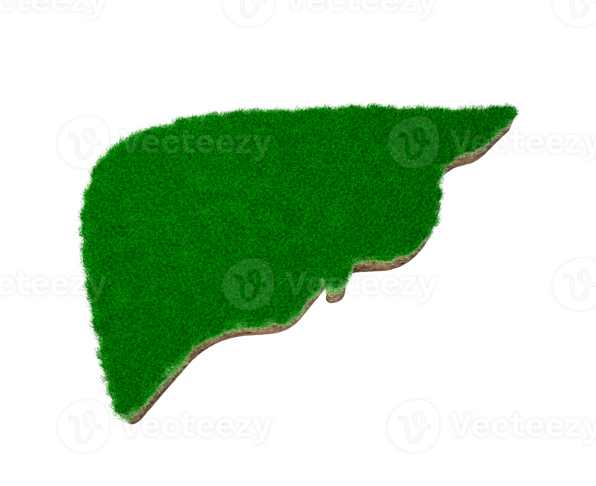 Liver shape made of green grass and Rock ground texture cross section with 3d illustration png