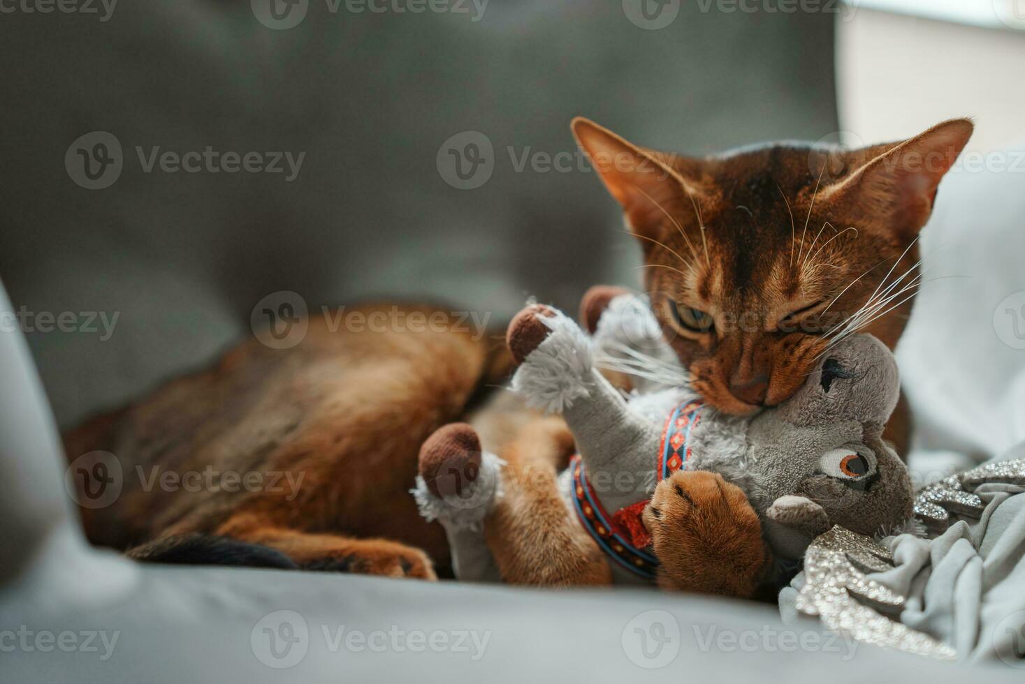 Cat playing with a fluffy toy. Close up shot. Abyssinian cat face photo