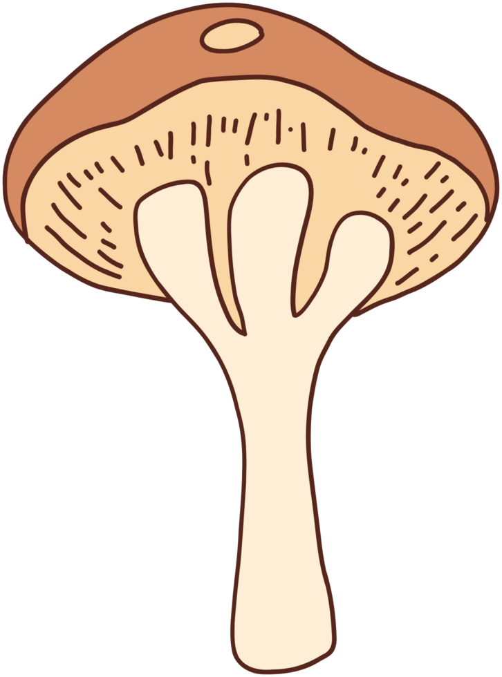 doodle freehand sketch drawing of wild mushroom mushroom. png