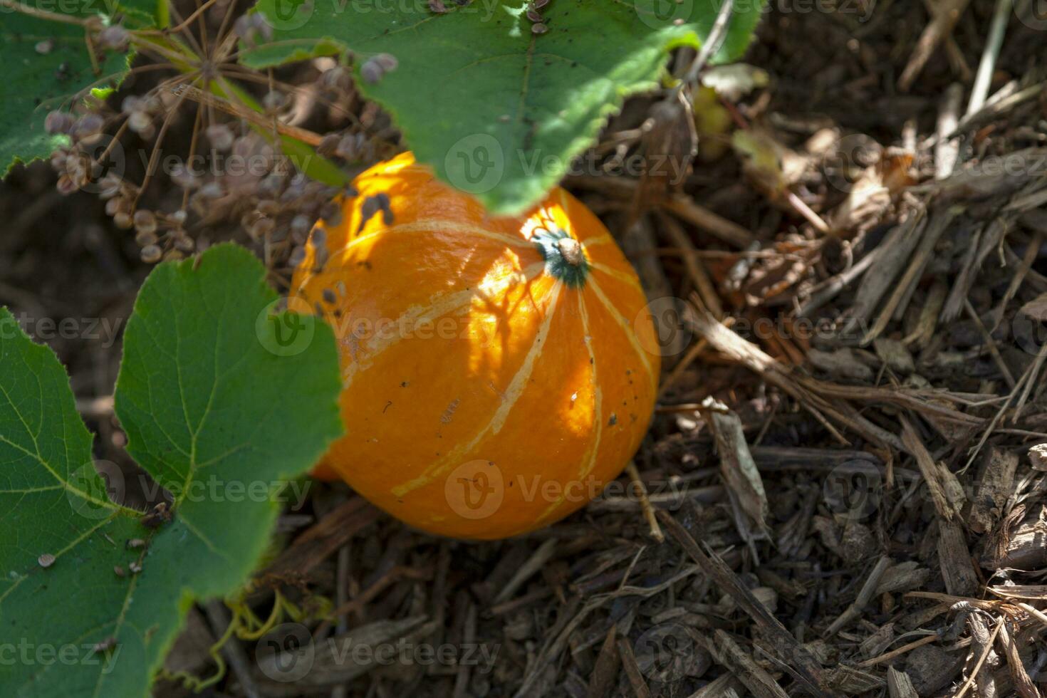 Round Golden zucchini in a vegetable garden photo