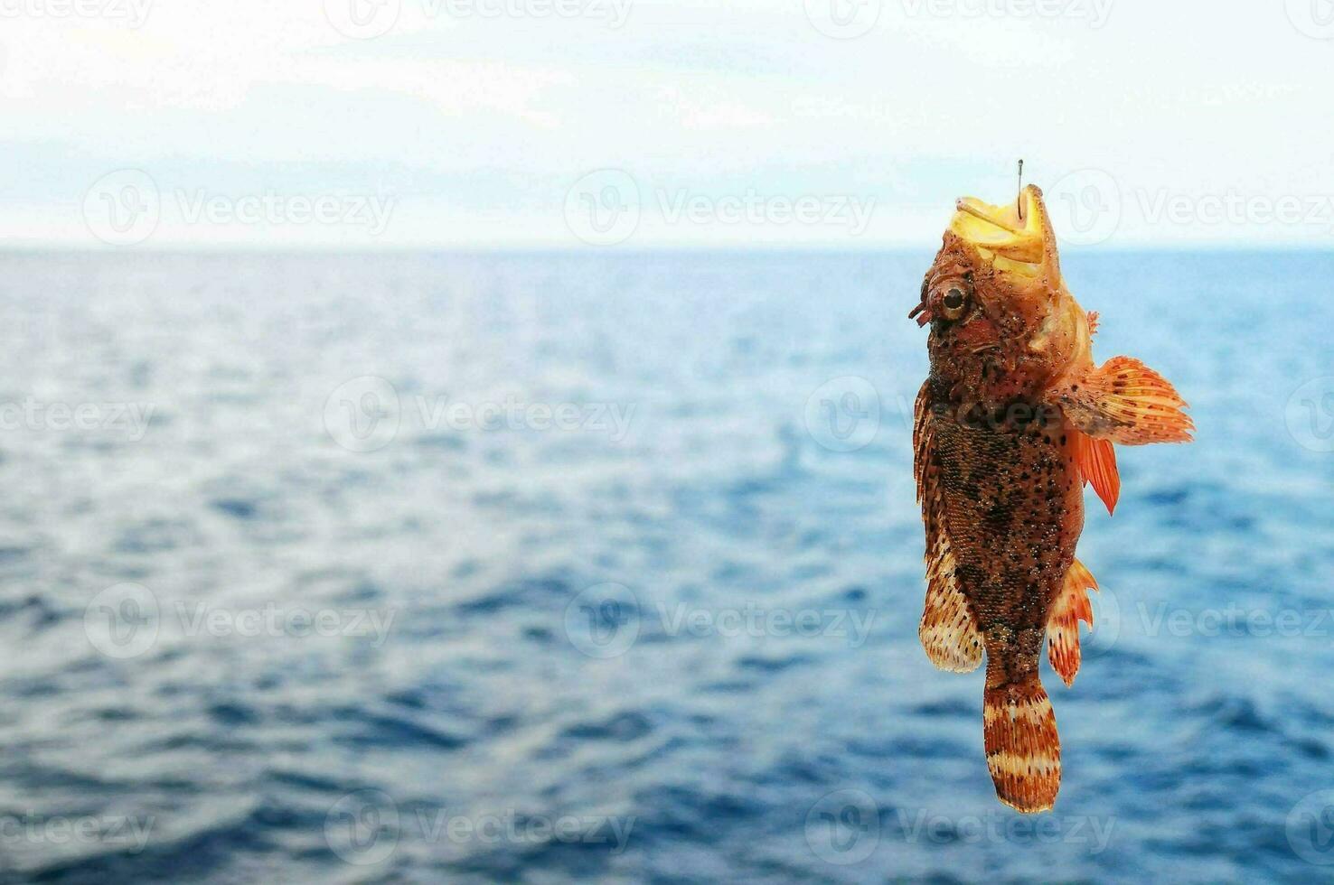 a fish hanging from a hook in the water photo