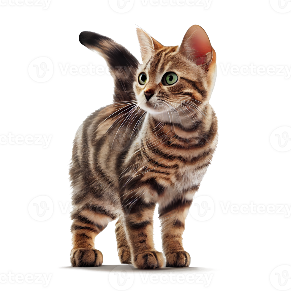 cute kitten on transparent background png