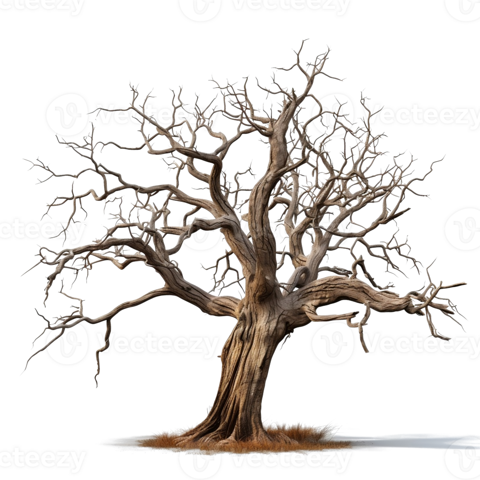 dead tree on transparent background png