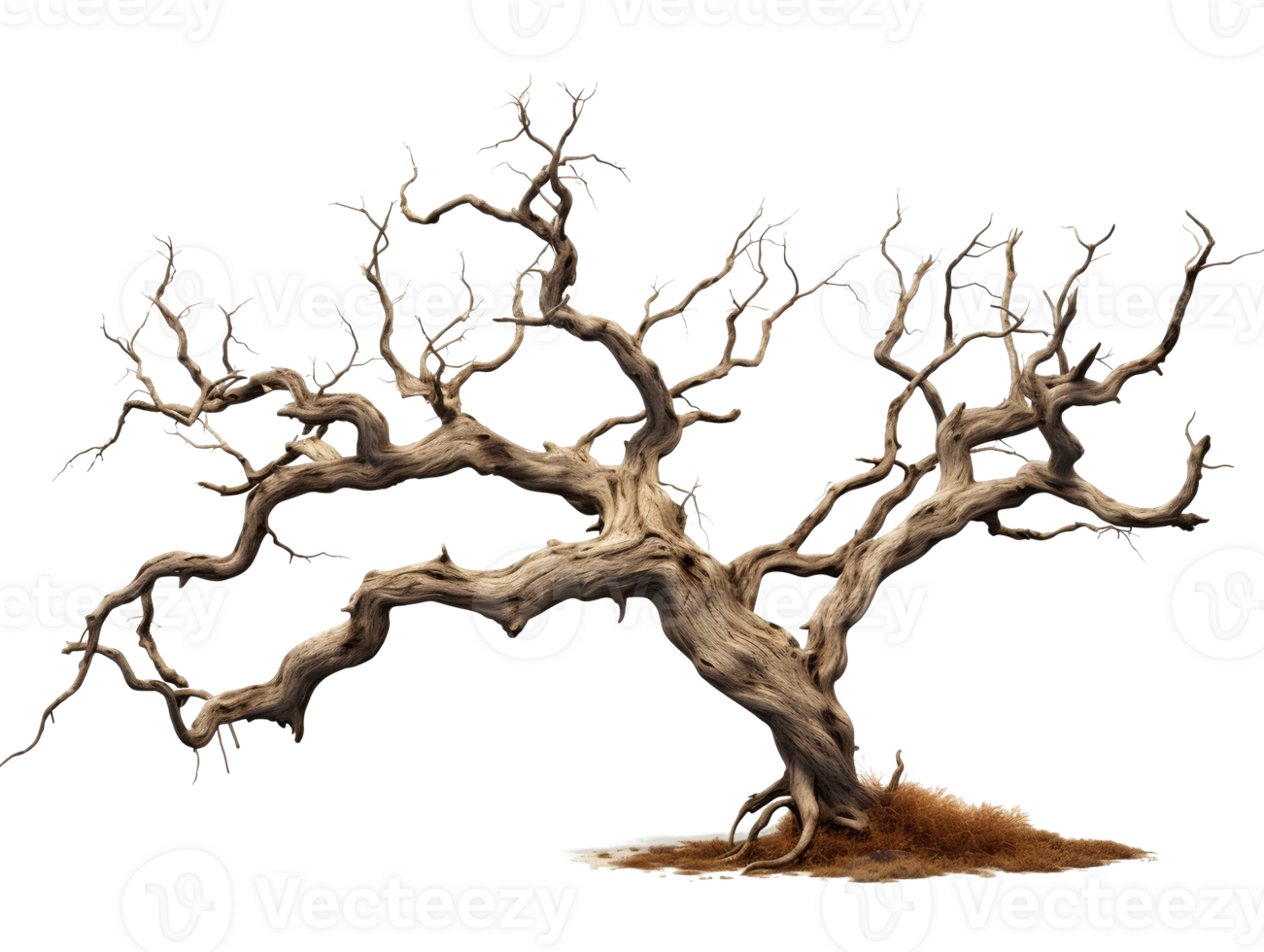 dead tree on transparent background png