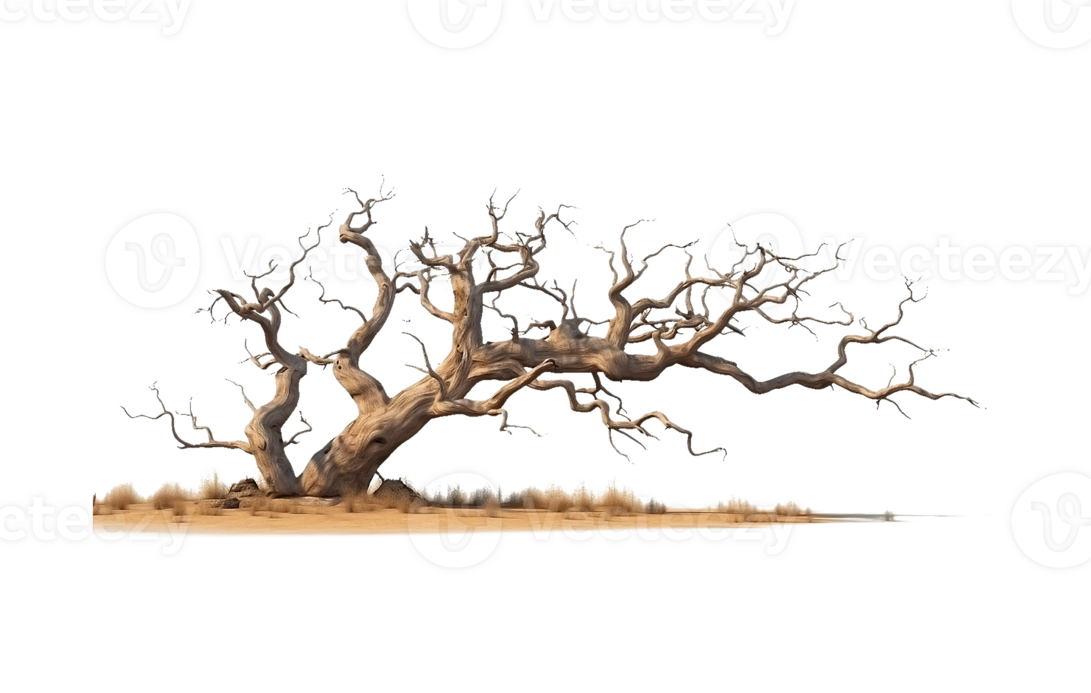 dead tree on transparent background png