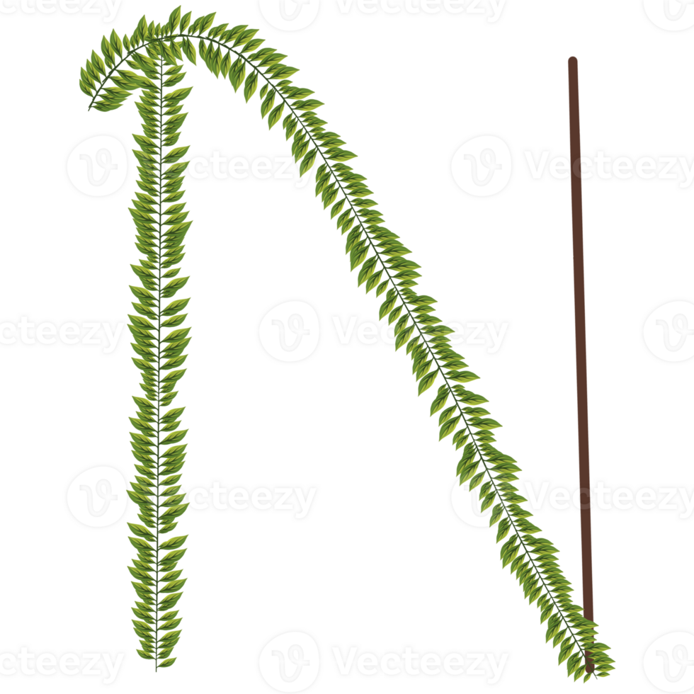Alphabet a-z wrapped around fern leaves png