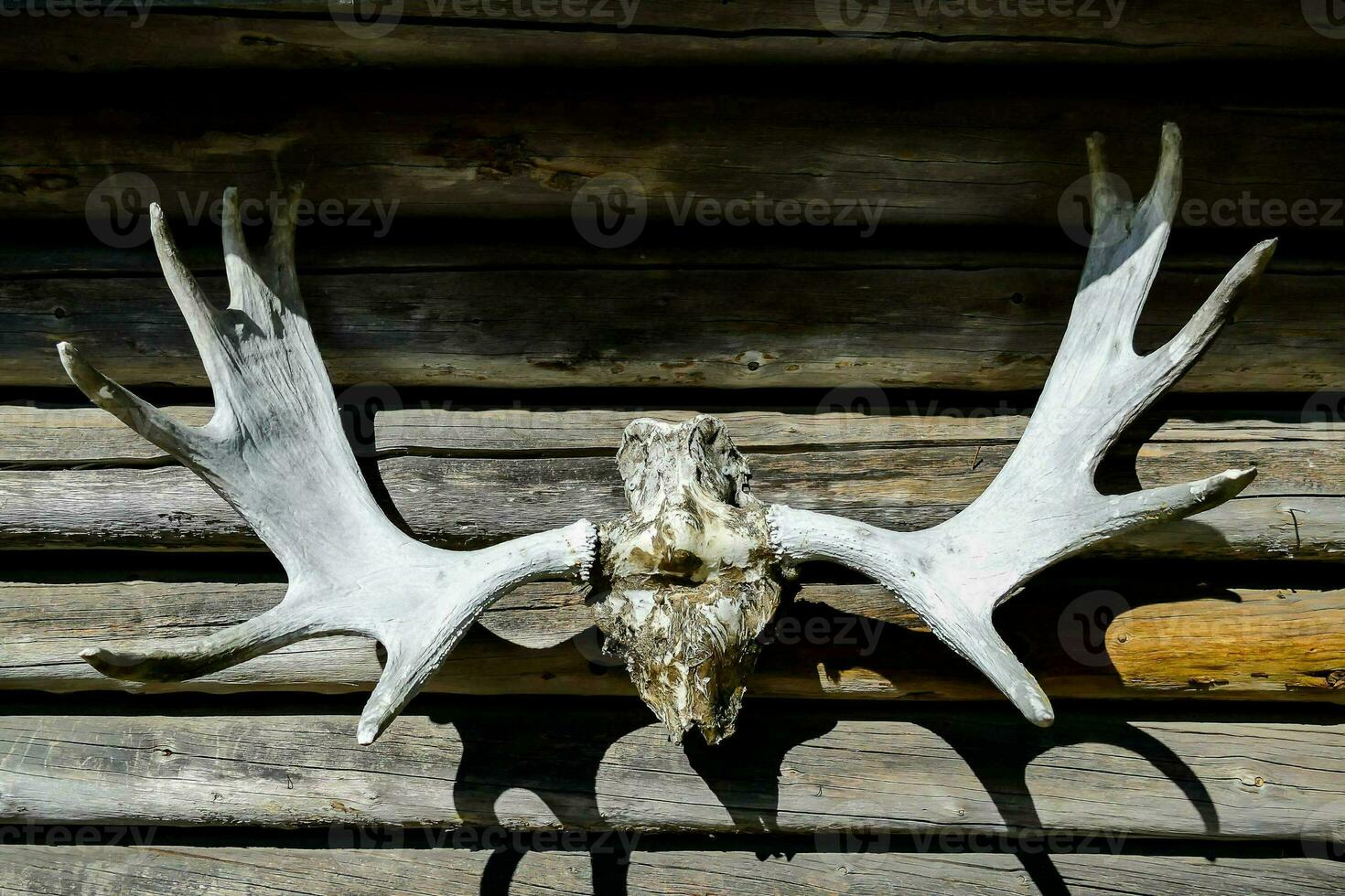 a moose skull mounted on a wooden wall photo