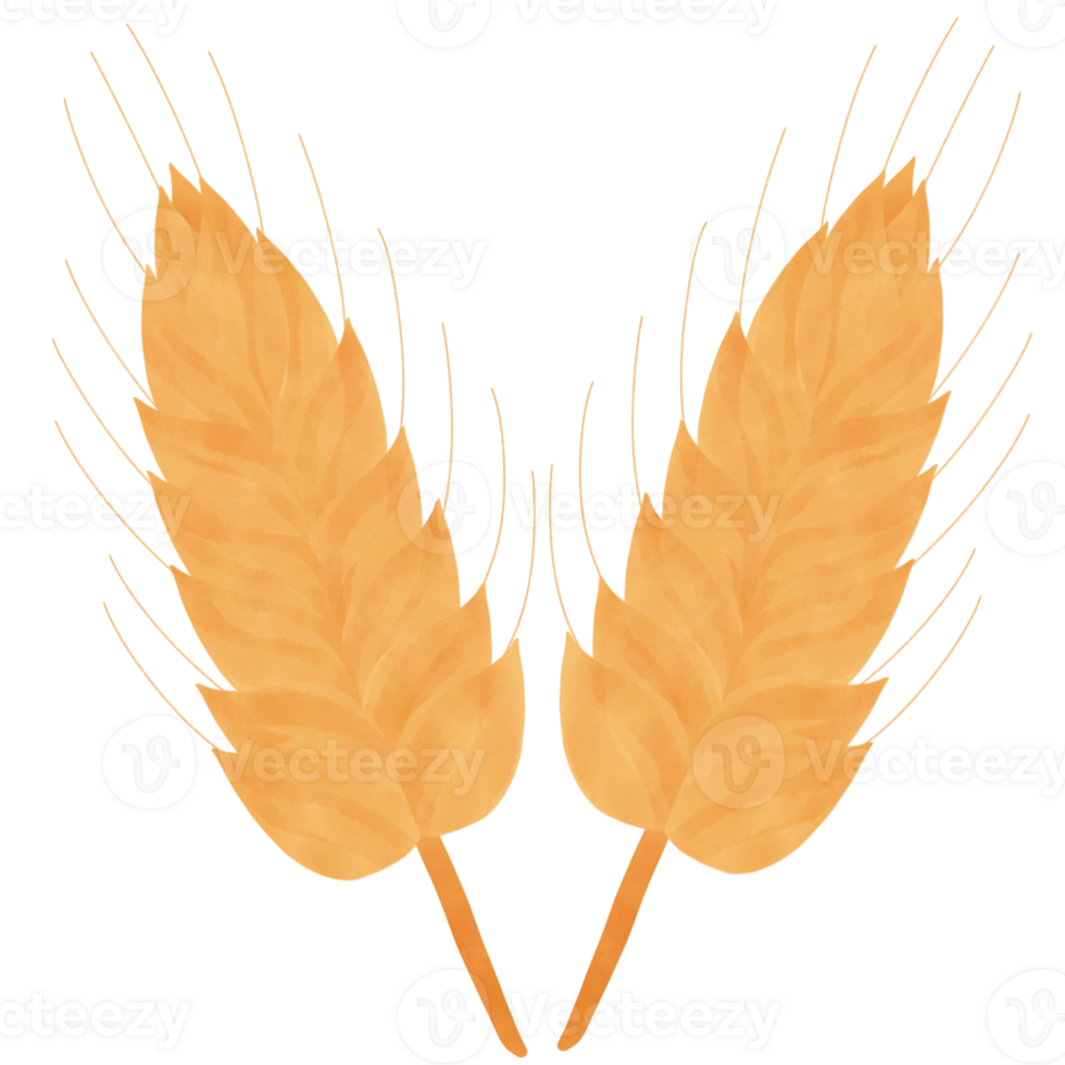 golden yellow barley png