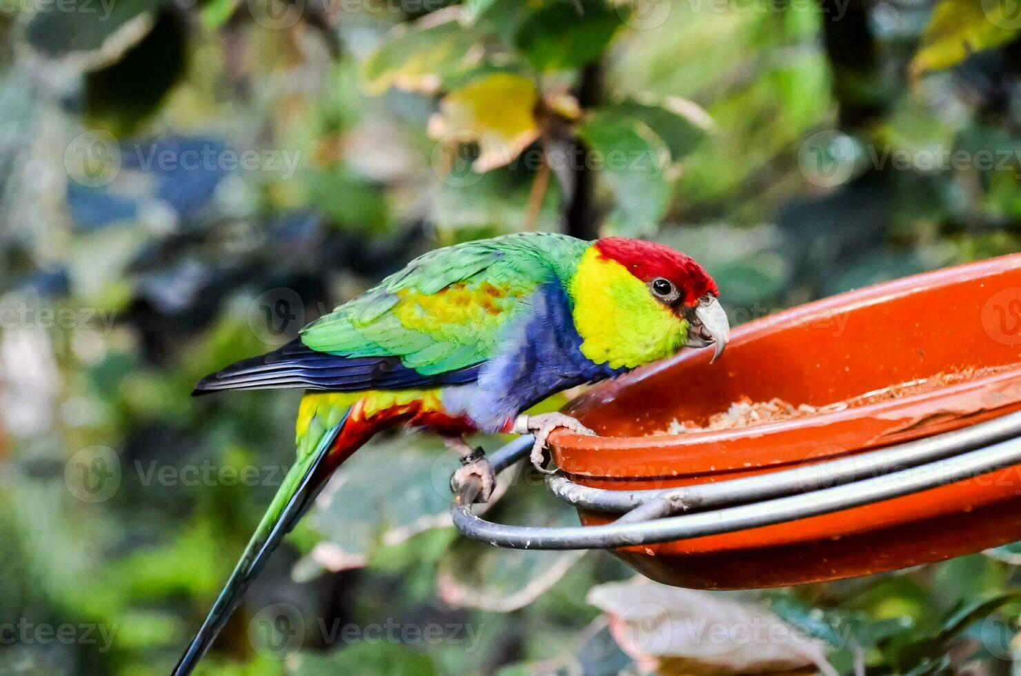 a colorful bird is sitting on a red bowl photo