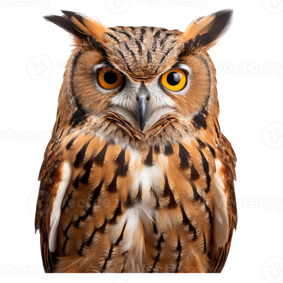 owl isolated on transparent background . AI Generated png
