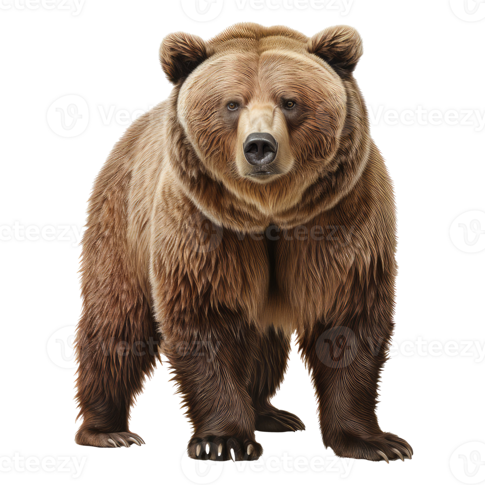 Bear isolated on transparent background . AI Generated png